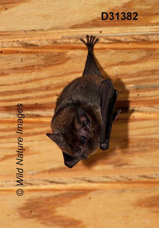 Glossophaga soricina, Pallas's Long-tongued Bat